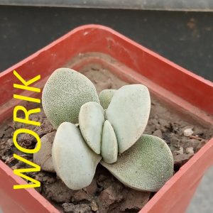 Crassula morgan's beauty