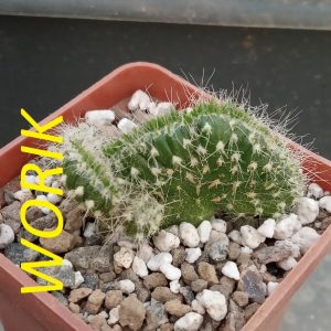 Austrocylindropuntia subulata minima cristata