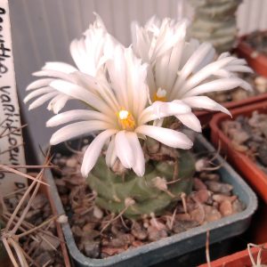 Turbinicarpus klinkerianus -s