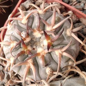 G. asterium -super elit form- х riojense v. paucispinum -USA-seeds-семена-