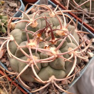 Gymnocalycium oenanthemum P1075 -seeds-семена-  s