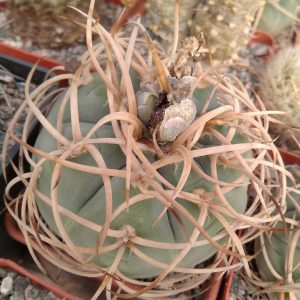 Gymnocalycium cardenasianum v. longispinum -seeds- семена- s