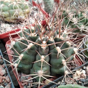 Gymnocalycium anisitsii -s