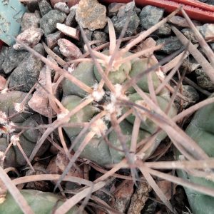 Gymnocal. spegazzinii JL0023 -s