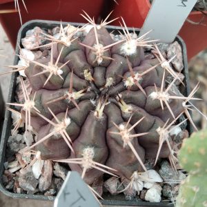 Gymn. megatae -s