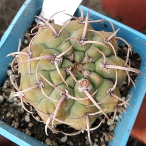 Gymnocal. vatteri v. maly -s