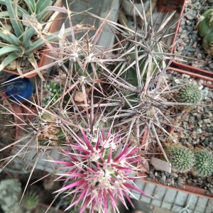 Corynopuntia   invicta SB1267 -San Ignasio-побеги-