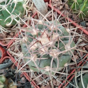 Gymnocalycium  castelanosii P802 -s