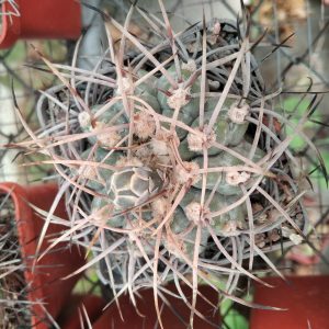 Gymnocalycium mosserianum -s