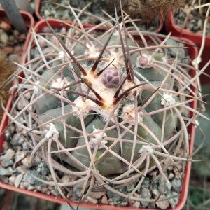 Gymnjcalycium  spegazzinii -s