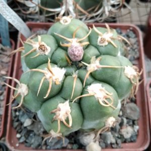 Gymnocalycium megalothelon -seeds-семена-