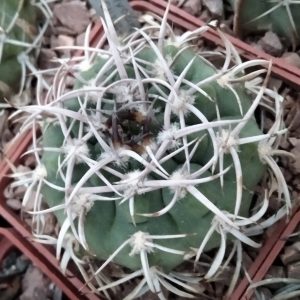 Gymnocalycium  ferox GN396-1311 -seeds- cемена-
