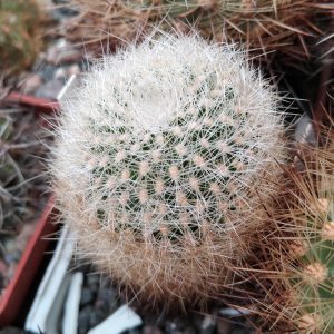 Matucana hainei KK1299 - MG- s