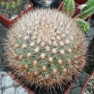 Matucana hainei v. cereoides KK365 - s