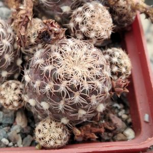 Sulcorebutia breviflora v. magentha -s