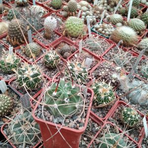 Lobivia ferox - Tupiza-spines to 15cm-  seeds-семена- s