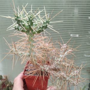 Cylindropuntia molesta -s