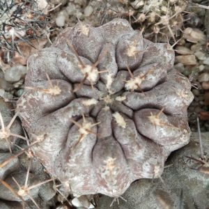 Neoporteria curvispinus heinrichianus KK32 -MG- s