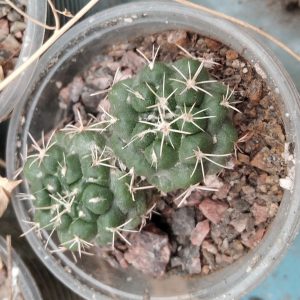 Coryphantha andreae -s