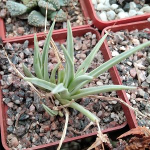 Agave stricta f. minima -s