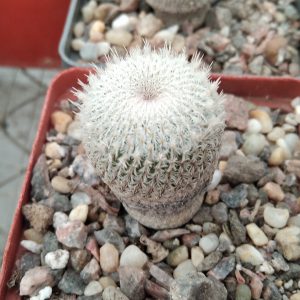 Epithelantha gregii -s