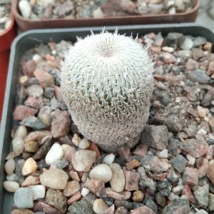 Epithelantha gregii -s