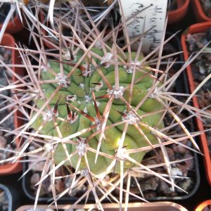 Acanth. thionanthum LF45a- s