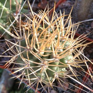 Pyrrhocactus spec. Agua del Torro- s
