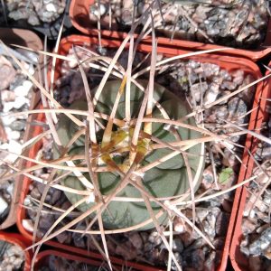 Gymnocalycium cardenasianum v. longispinum -s