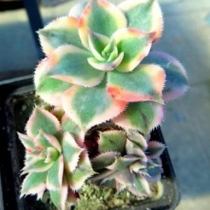aeonium sunburst