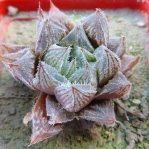 haworthia korizato  x haworthia cooperi venusta