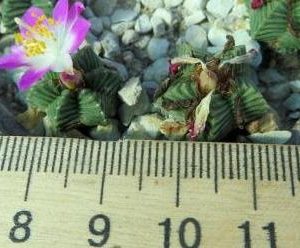 aztekium valdezii not grafted