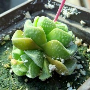crassula dorothy