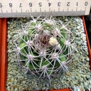 gymnocalicium valnichekianum