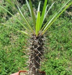 pachypodium geayi