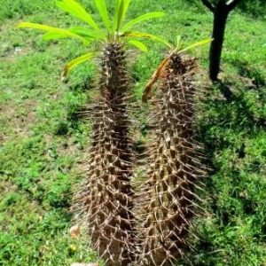 pachypodium geayi