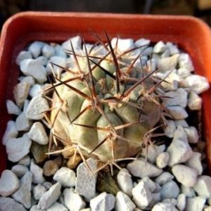 acanthocalycium minutum