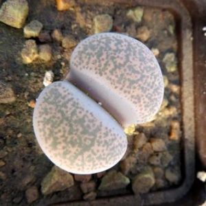 1731.54 lithops terricolor grey top
