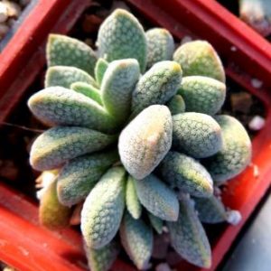 crassula tecta hybrid