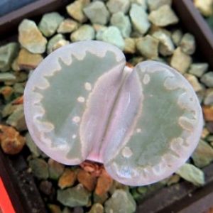 lithops otzeniana best