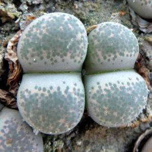 1731.58 MG lithops terricolor