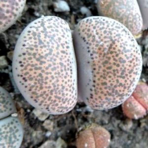 1731.52 MG lithops terricolor