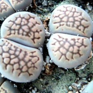 1596.8 lithops hallii   Geluksulei