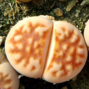 lithops karasmontana v. lateritia