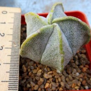 astrophytum coahuilense variegata