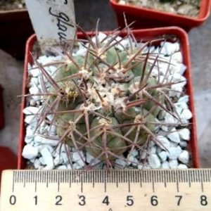 gymnocalycium glaucum