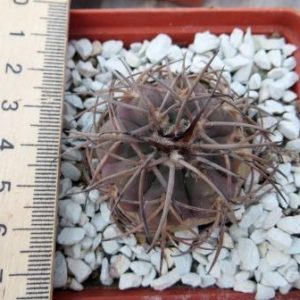 gymnocalycium spegazzinii