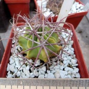 echinocactus parryi