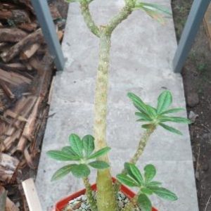 dorstenia gigas  сеянец