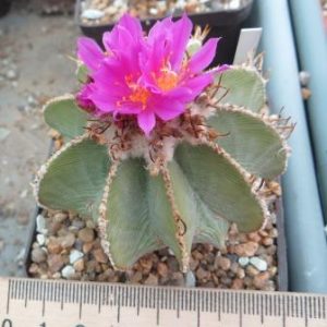 aztekium hintoni not grafted
